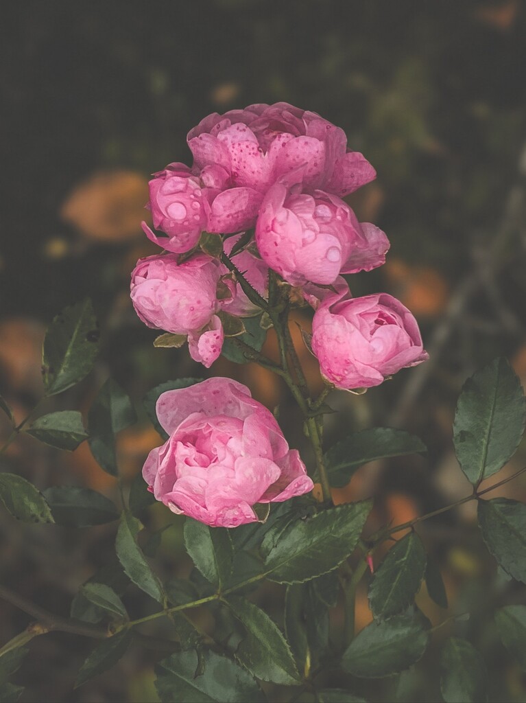 04 01 MarsiaStelling Roosjes IMG 5275