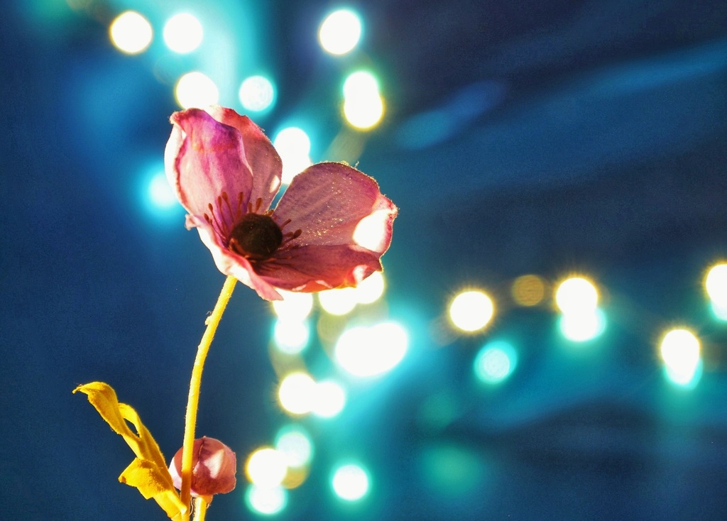 07 03 PatriciaDrenth 