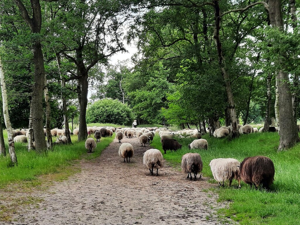 02   schapen 26 maart truida